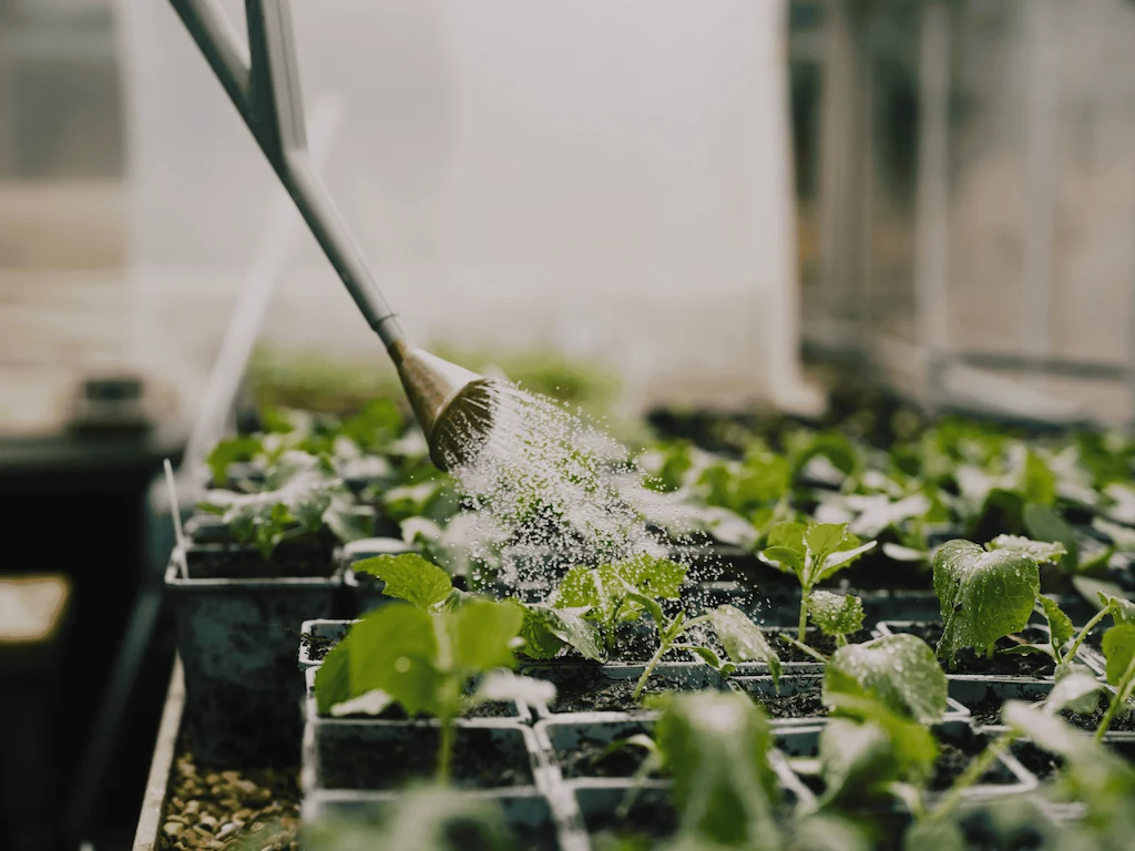 Plants being watered