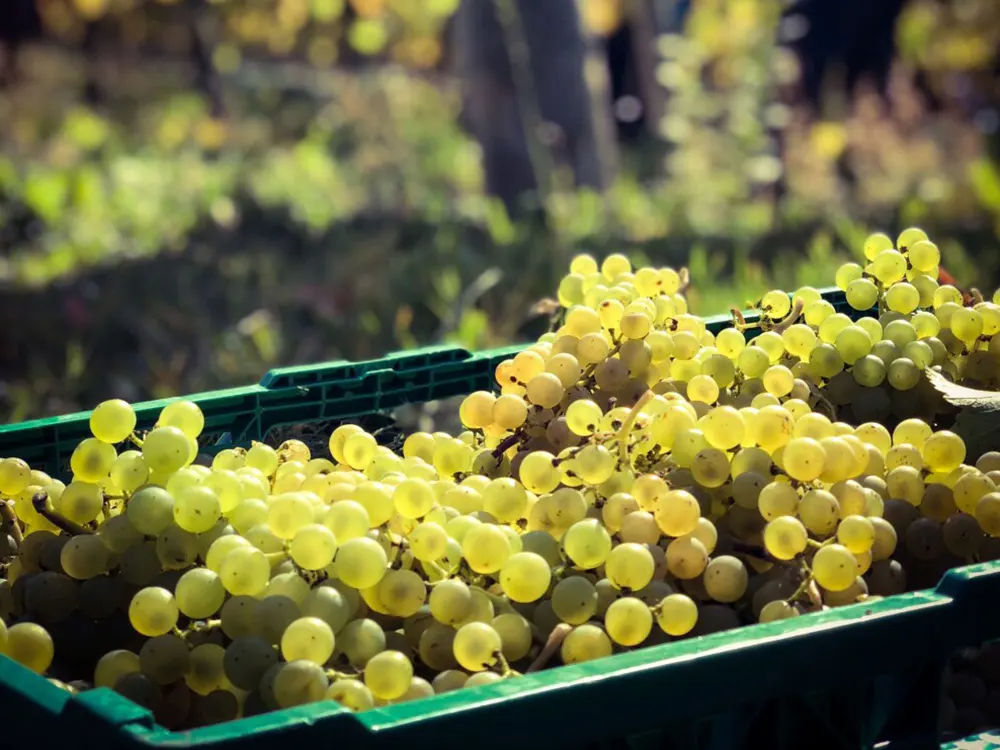 Grapes being harvested