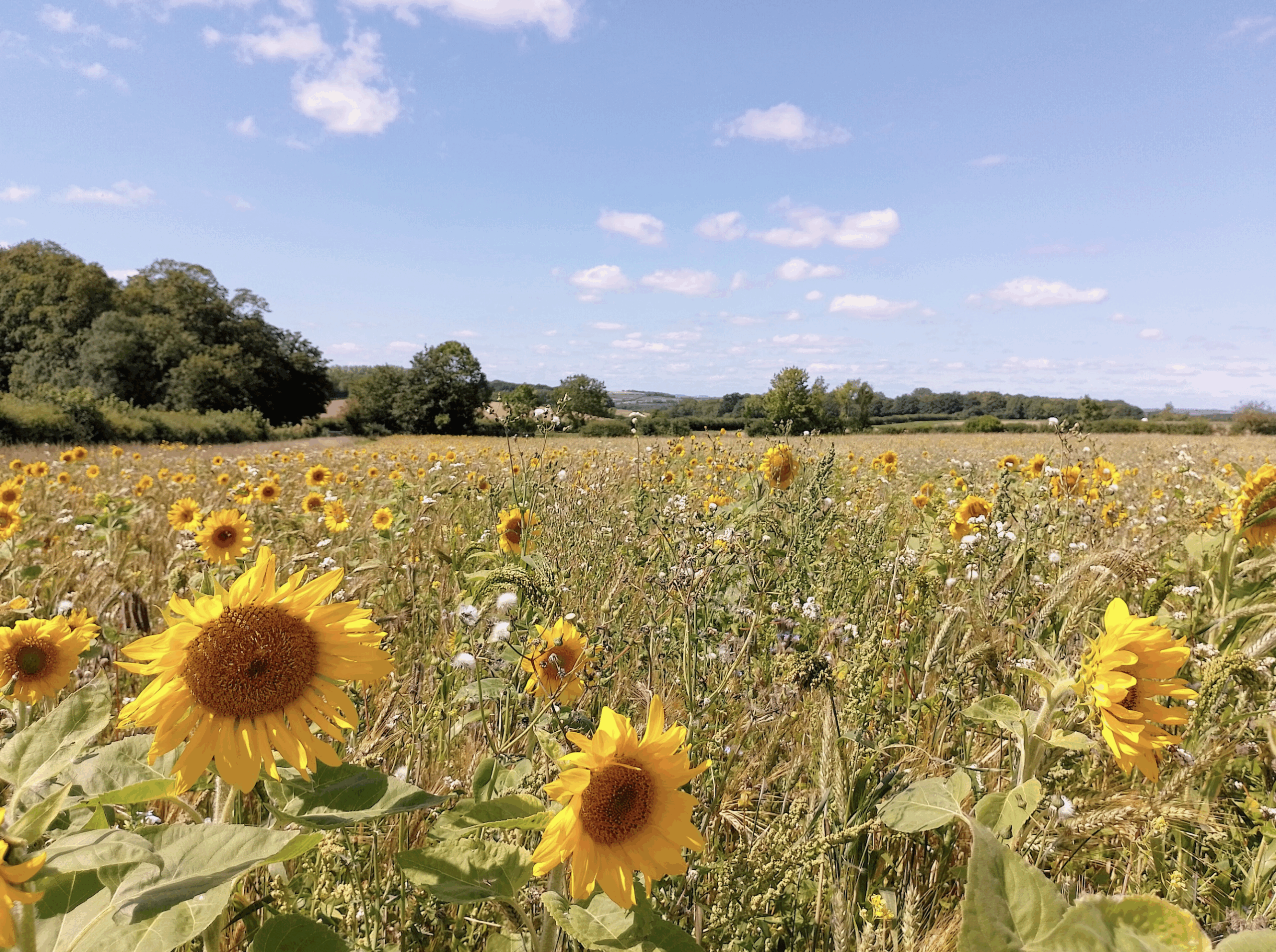 Sunflowers in a farmers field on a sunny day.